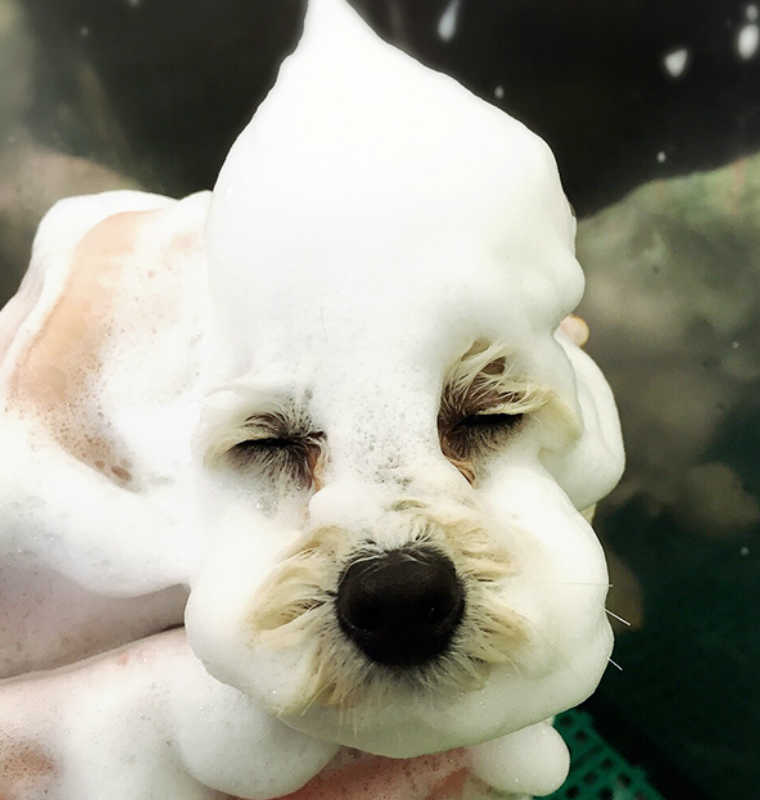 ドッグトリミング|アネラ