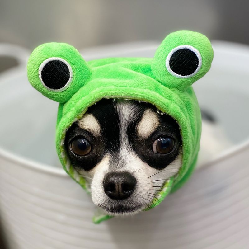 ドッグトリミング|アネラ