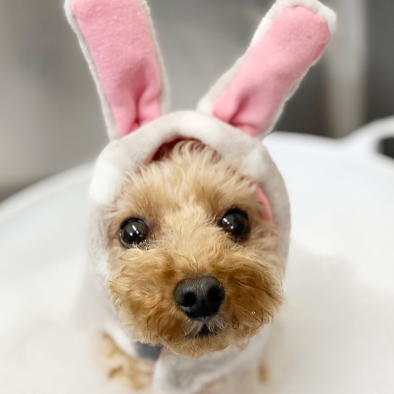 ドッグトリミング|アネラ