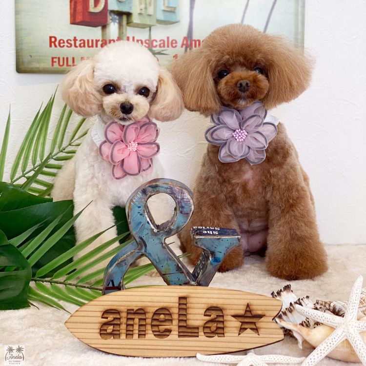 ドッグトリミング|アネラ